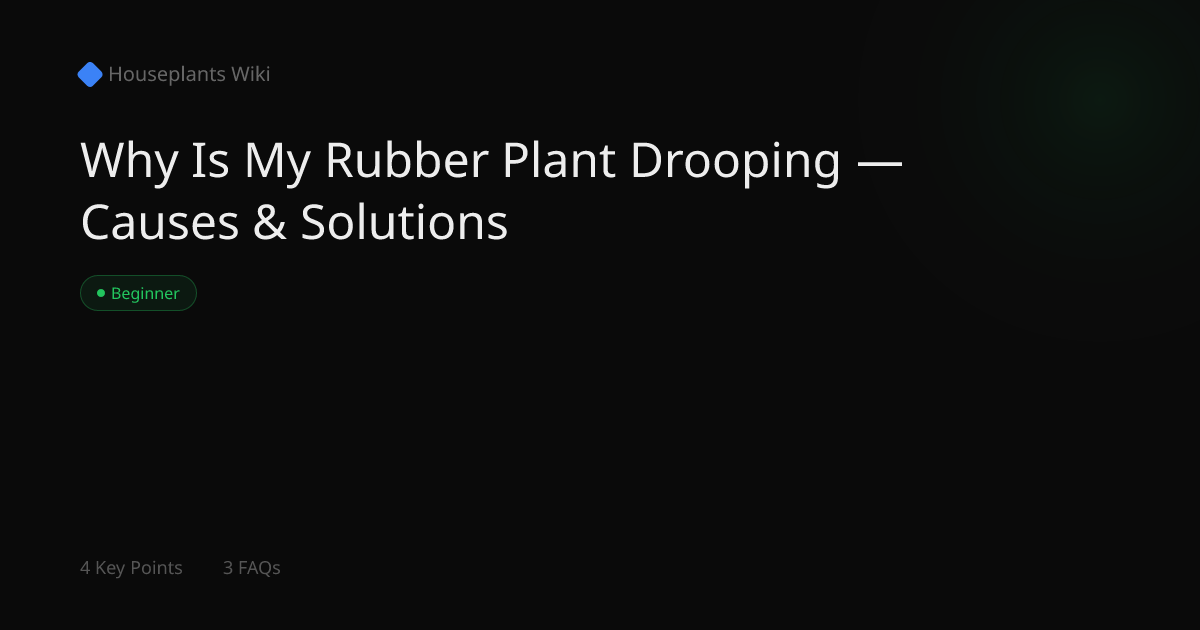 Why Is My Rubber Plant Drooping — Causes & Solutions | Houseplants Wiki